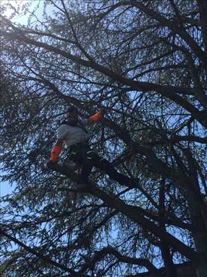 Photo Elagage d’arbre n°307 dans le département 54 par Extrême élagage