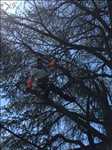 Photo Elagage d’arbre n°307 dans le département 54 par Extrême élagage