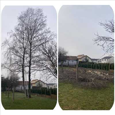 Photo Elagage d’arbre n°308 zone Meurthe-et-Moselle par Extrême élagage