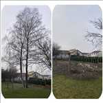 Photo Elagage d’arbre n°308 zone Meurthe-et-Moselle par Extrême élagage