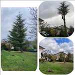 Exemple Elagage d’arbre n°309 zone Meurthe-et-Moselle par Extrême élagage