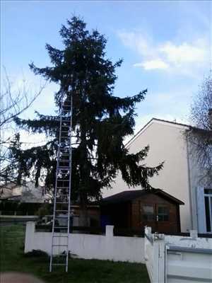 Photo Elagage d’arbre n°31 dans le département 86 par Brandon 