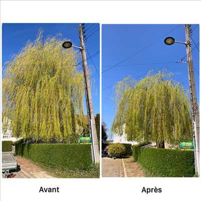 Photo Elagage d’arbre n°311 dans le département 54 par Extrême élagage