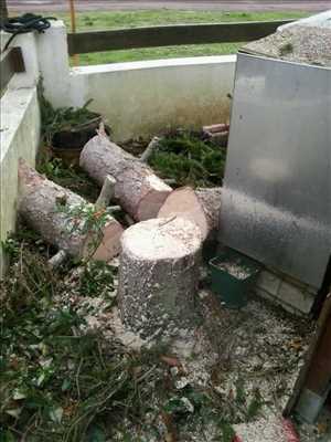 Photo Elagage d’arbre n°32 zone Vienne par Brandon 