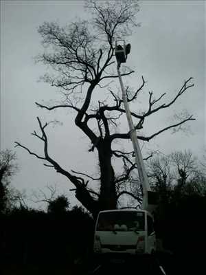 Exemple Elagage d’arbre n°33 zone Vienne par Brandon 