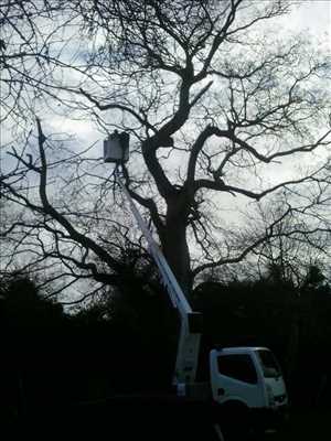 Photo Elagage d’arbre n°34 à Poitiers par Brandon 