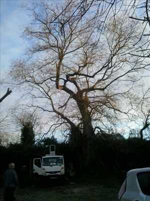 Photo Elagage d’arbre n°35 dans le département 86 par Brandon 