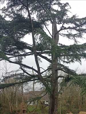 Photo Elagage d’arbre n°382 à Joué-lès-Tours par BERGOUNIOUX élagage & paysage