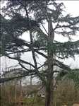 Photo Elagage d’arbre n°382 à Nogent-le-Rotrou par BERGOUNIOUX élagage & paysage