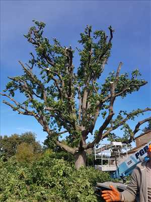 élagueur d’arbre dans le 82