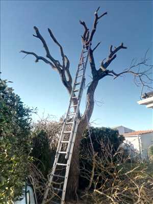 Exemple Abattage d’arbre n°41 zone Charentes-Maritimes par Armony Gardens