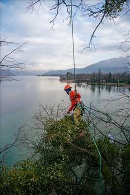 Exemple Elagage d’arbre n°421 zone Haute Savoie par Haël