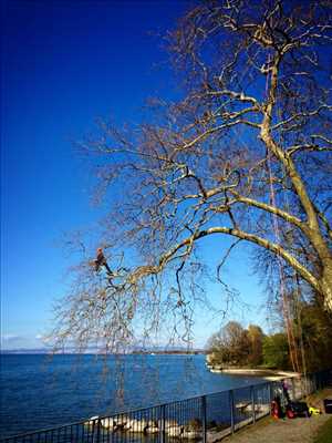 Photo Elagage d’arbre n°424 zone Haute Savoie par Haël