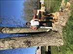 Photo Elagage d’arbre n°427 dans le département 80 par Georges