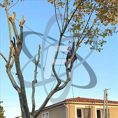 Photo Elagage d’arbre n°504 zone Vaucluse par SARL FAYARD