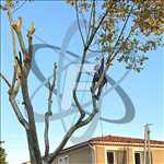 Photo Elagage d’arbre n°504 zone Vaucluse par SARL FAYARD