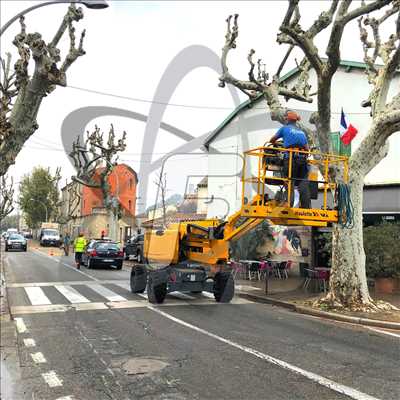 Exemple Elagage d’arbre n°505 zone Vaucluse par SARL FAYARD