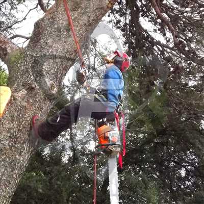 Photo Abattage d’arbre n°508 zone Vaucluse par SARL FAYARD