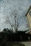 Photo Elagage d’arbre n°51 dans le département 38 par Victor