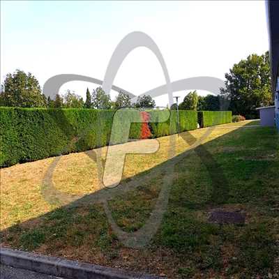 Photo Taille de haie n°510 à Montauban par SARL FAYARD