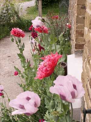 Photo Paysagiste concepteur n°523 dans le département 50 par Au jardin conseils