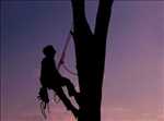 Exemple Elagage d’arbre n°549 zone Seine Maritime par Tony