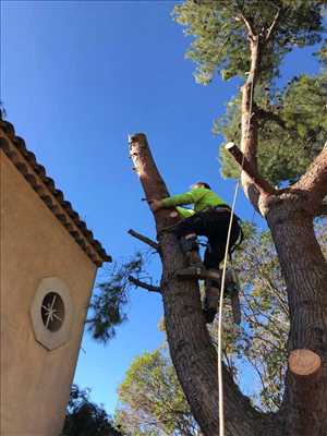 Photo Abattage d’arbre n°55 dans le département 13 par Nelson 