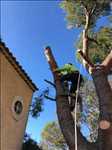 Photo Abattage d’arbre n°55 dans le département 13 par Nelson 