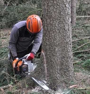 Photo Abattage d’arbre n°550 à Elbeuf par Entreprise Riffet