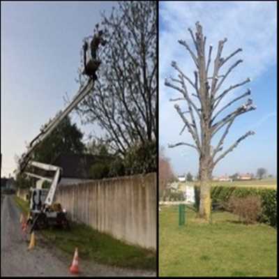 Exemple Elagage d’arbre n°553 zone Seine Maritime par Entreprise Riffet