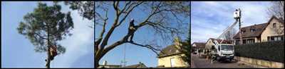 Photo Elagage d’arbre n°554 à Le Havre par Entreprise Riffet