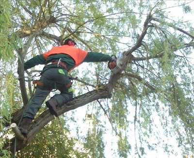 Photo Abattage d’arbre n°563 dans le département 33 par Yann
