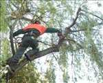Photo Abattage d’arbre n°563 dans le département 33 par Yann