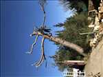 Photo Elagage d’arbre n°568 zone Vaucluse par Benoit
