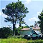 Exemple Elagage d’arbre n°569 zone Vaucluse par Benoit