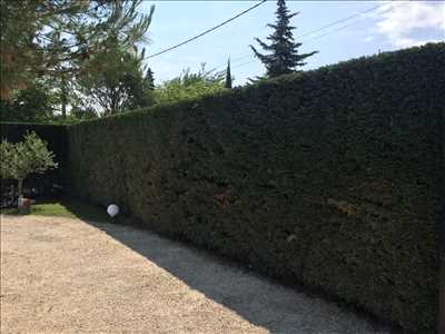 Photo Taille de haie n°572 zone Vaucluse par Benoit