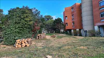 Photo Elagage d’arbre n°604 zone Hérault par travaux du pic