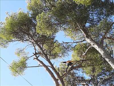 Photo élagueur d’arbre n°619 dans le département 13 par Damon Elagage
