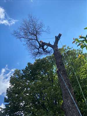 Photo élagueur d’arbre n°620 zone Bouches-du-Rhône par Damon Elagage