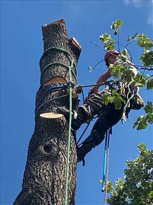 Exemple élagueur d’arbre n°621 zone Bouches-du-Rhône par Damon Elagage