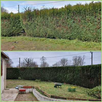 Photo Taille de haie n°624 zone Loiret par FREDERIC