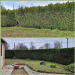 Photo Taille de haie n°624 zone Loiret par FREDERIC