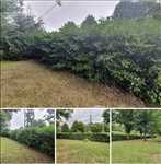Exemple entretien d'espace vert n°629 zone Loiret par maisonpropre45
