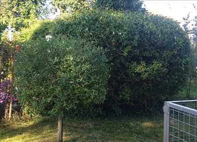 Photo entretien d'espace vert n°682 à Cherbourg par Sérénité & CONFORT
