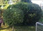 Photo entretien d'espace vert n°682 à Bernay par Sérénité & CONFORT