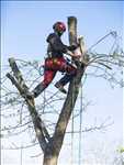 Photo élagueur d’arbre n°766 à Cagnes sur Mer par Peter