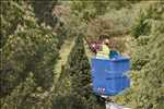 Exemple élagueur d’arbre n°769 zone Alpes-Maritimes par Peter
