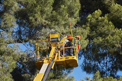Photo élagueur d’arbre n°770 à Cannes par Peter