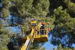 Photo élagueur d’arbre n°770 à Cagnes sur Mer par Peter