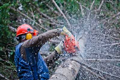 Photo ID 771 avec Peter pour l’activité : Abattage d’arbre dans les Alpes-Maritimes